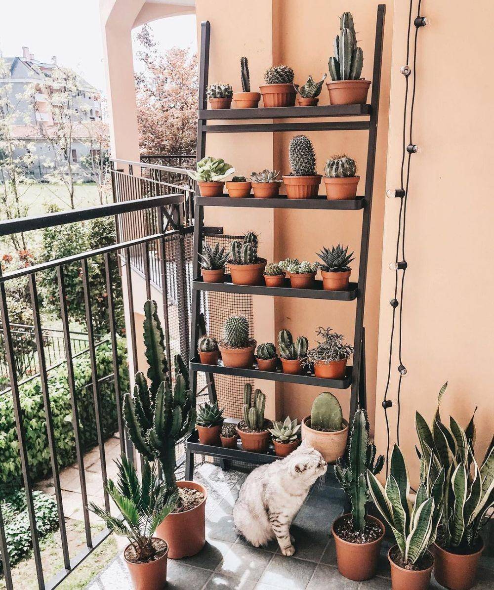 Tanaman Indoor untuk Rumah Urban Jungle (instagram.com/silviazocchi_)