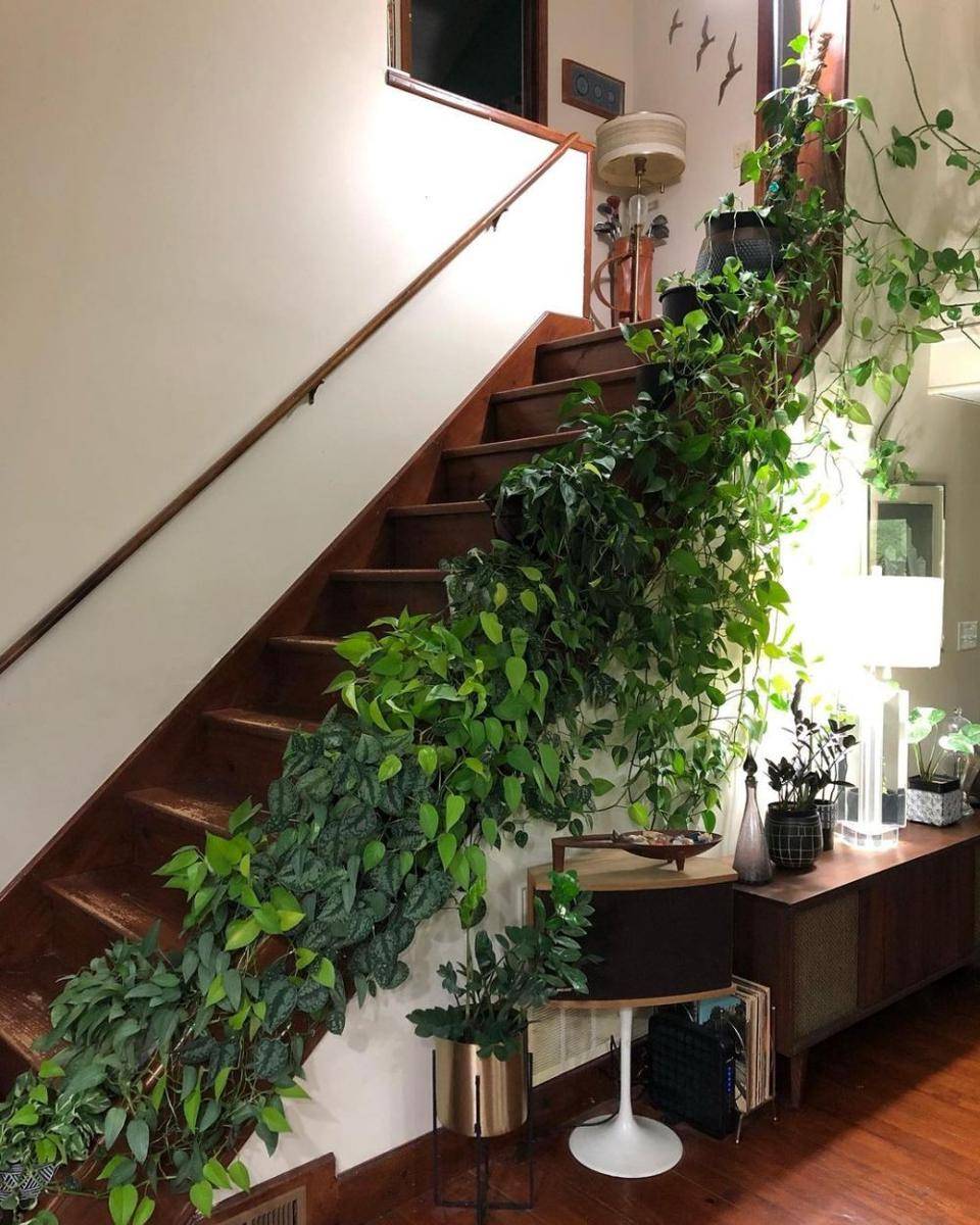 Tanaman Indoor untuk Rumah Urban Jungle (instagram.com/the_swearing_gardener)