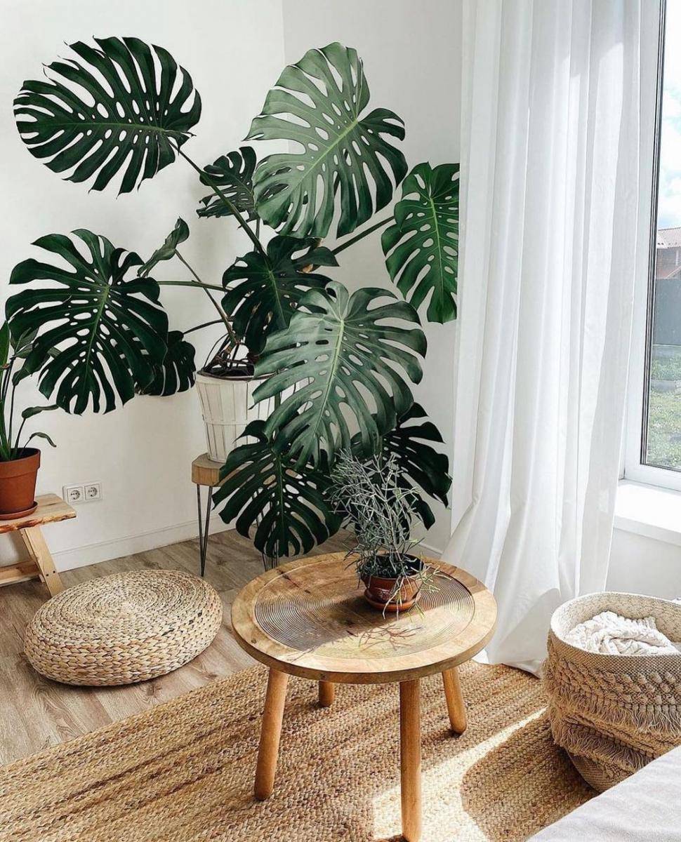 Tanaman Indoor untuk Rumah Urban Jungle (instagram.com/natashasumra)
