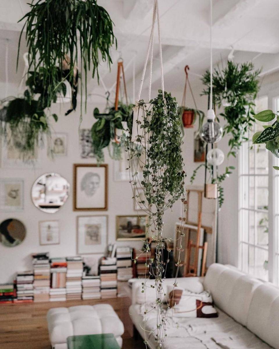 Tanaman Indoor untuk Rumah Urban Jungle (instagram.com/mygreenies)
