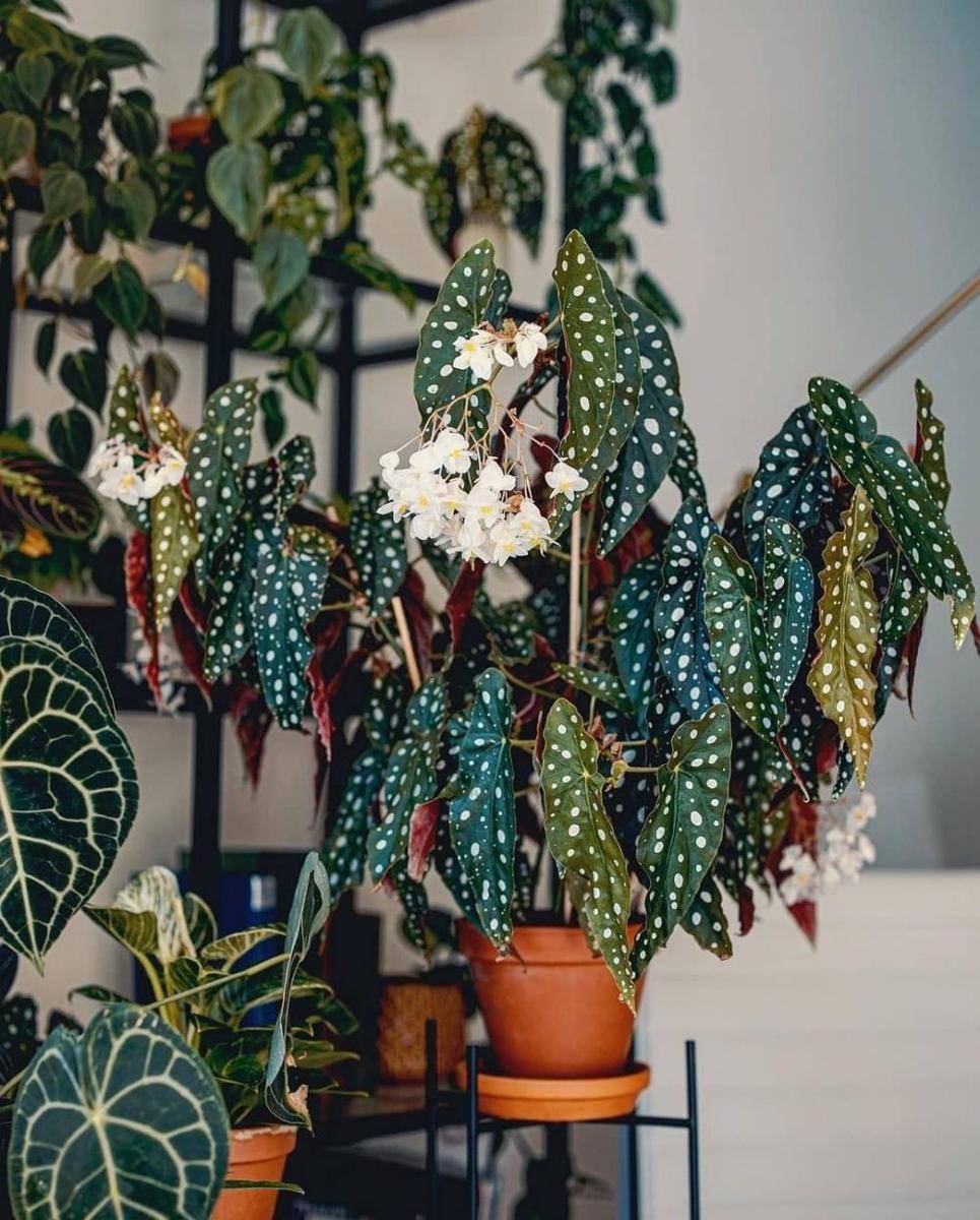 Tanaman Indoor untuk Rumah Urban Jungle (instagram.com/planterogplaneter)