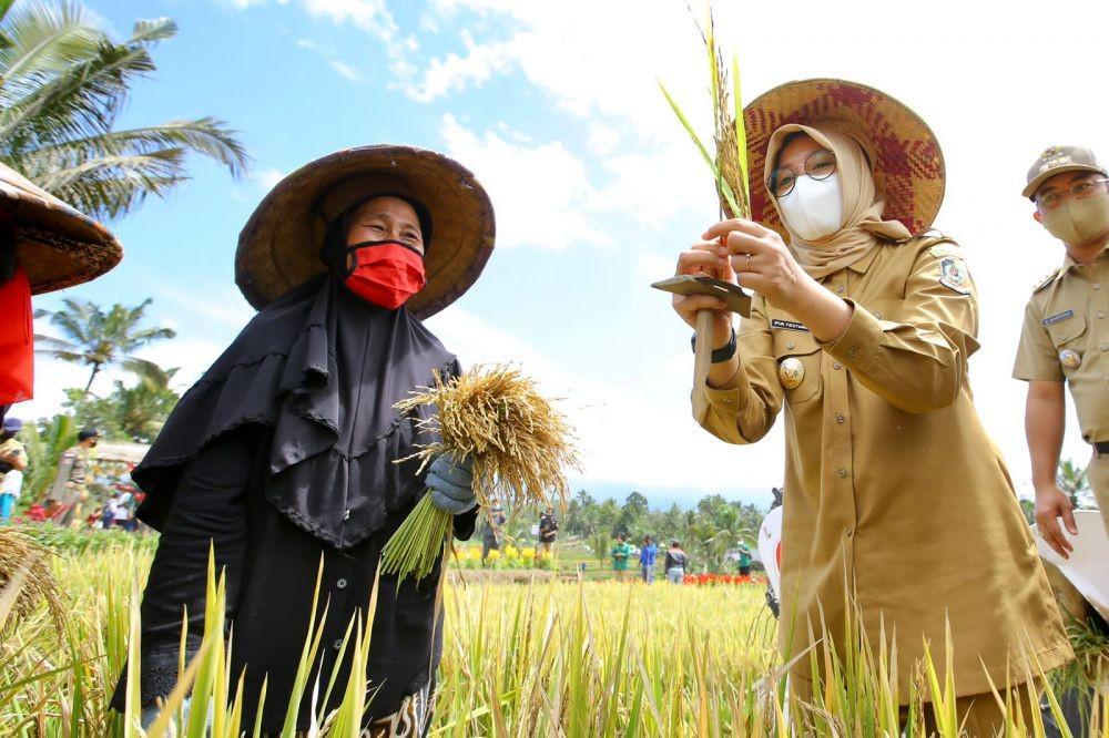 Banyuwangi menggelar Festival Padi di Desa Banjar, Kecamatan Licin, Kabupaten Banyuwangi, Senin (20/2021). (Dok. Banyuwangi)