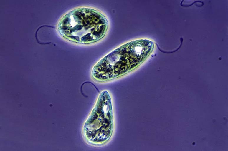 Euglena gracilis. (Photolibrary/Roland Birke)