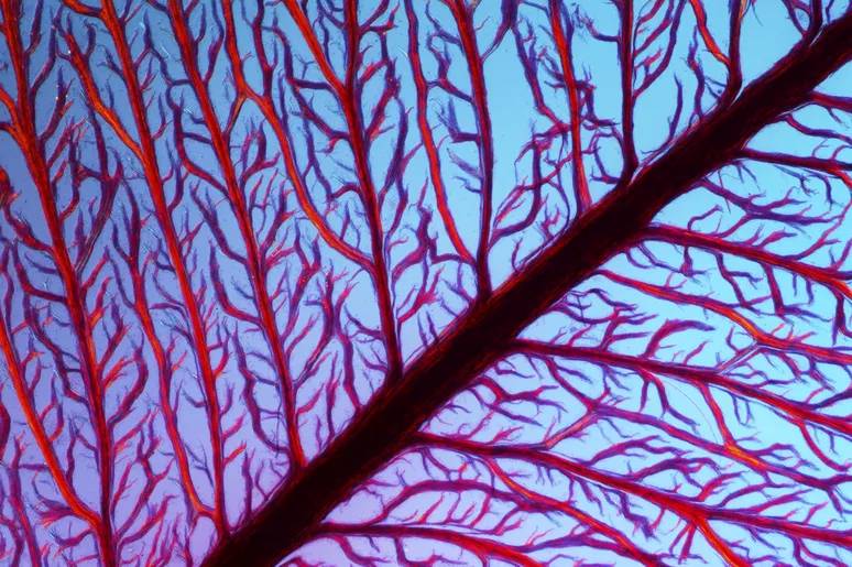 ilustrasi ganggang merah (Science Photo Library/PASIEKA)