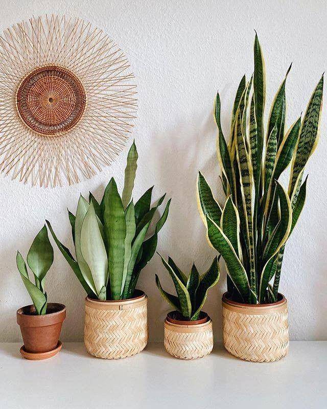 Dekorasi Tanaman Hias yang Bertahan dalam Ruangan AC (instagram.com/homedeco)