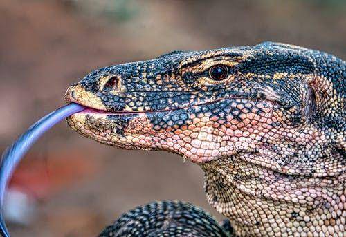 komodo (pexels.com/Tom Fisk)