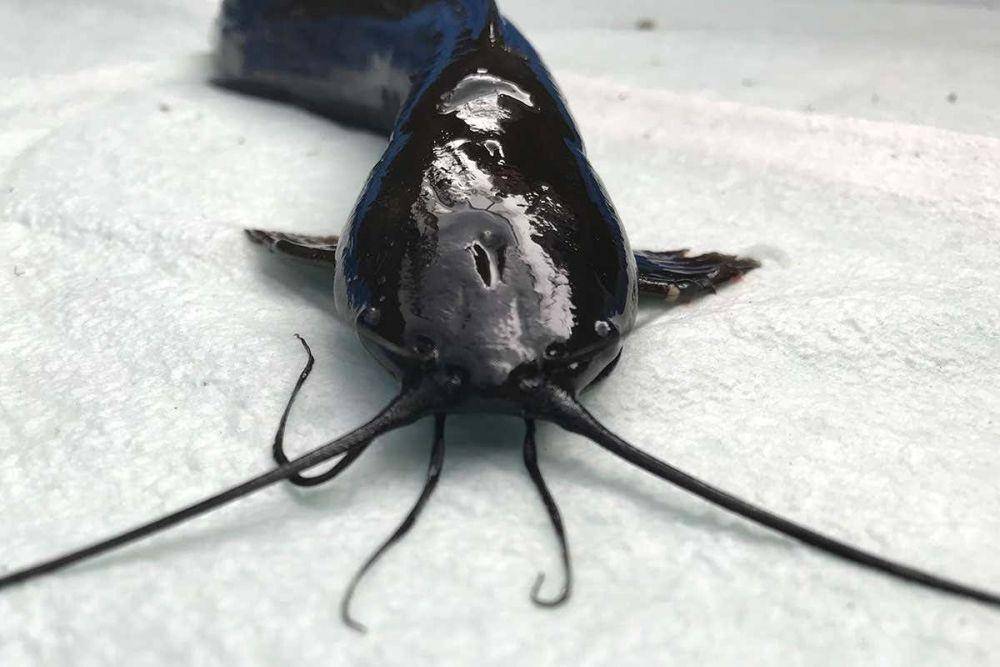 ilustrasi ikan lele (newscientist.com)