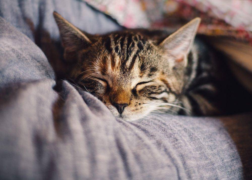 ilustrasi kucing tidur (pixabay.com/KAVOWO)
