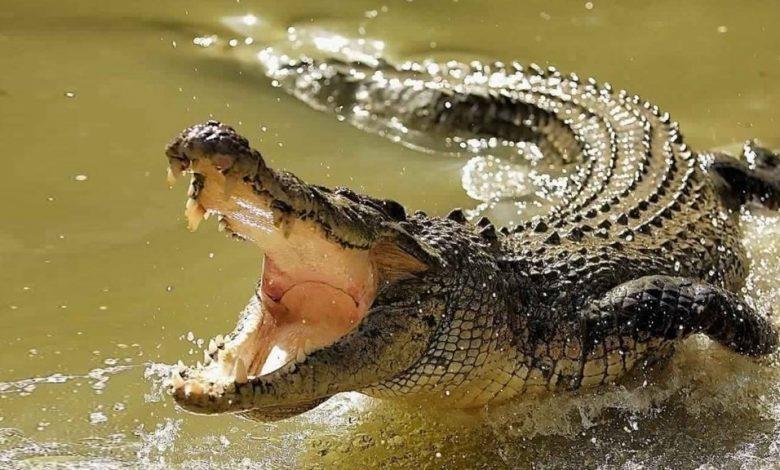10 Fakta Buaya yang Jarang Diketahui, Kadang Suka Makan Buah
