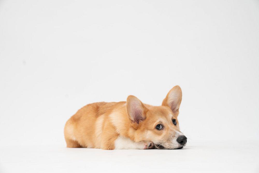 Kelopak Mata Ketiga Bengkak, Kenali Penyakit Cherry Eye pada Anjing