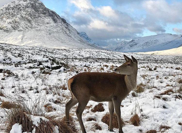 Rusa di Isle of Skye (instagram.com/brunafaidigaseabra)