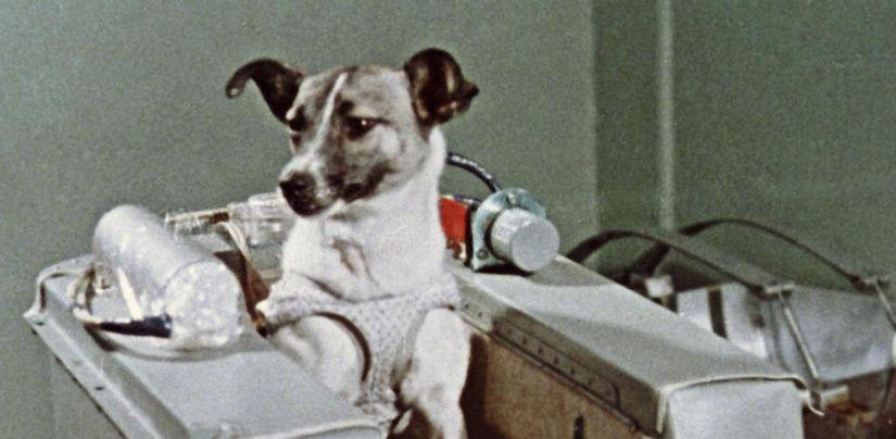 Mengenal Laika, Anjing Pertama yang Mengorbit Bumi