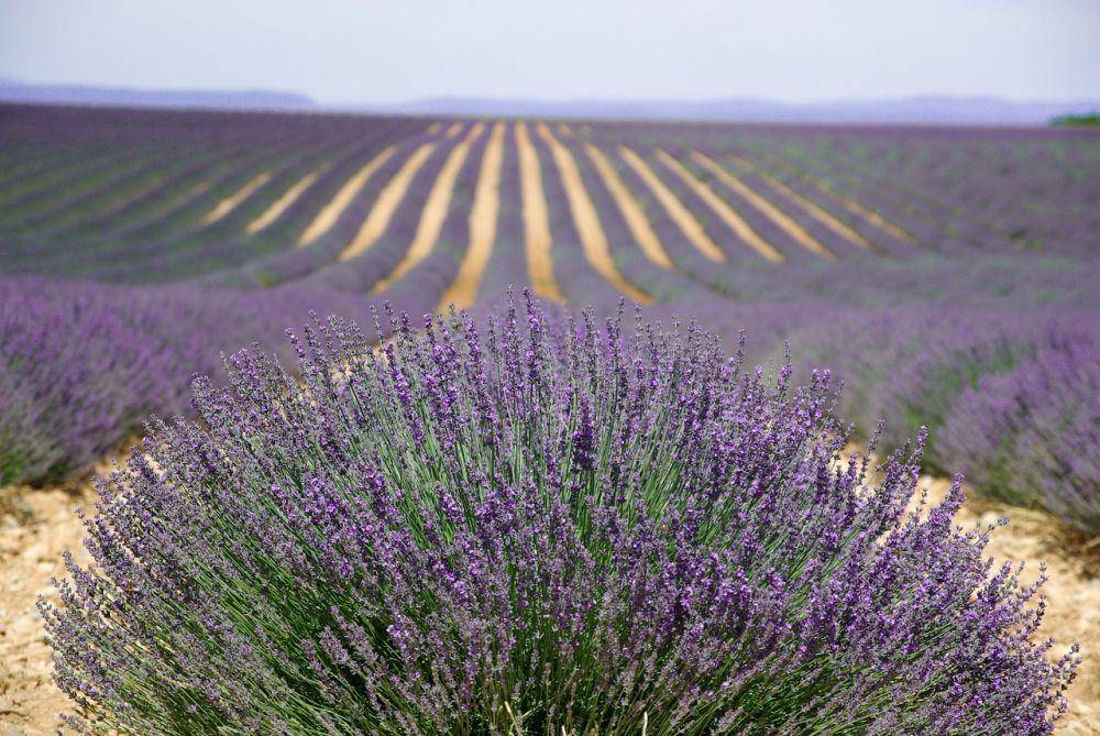Taman lavender di Provence (pixabay.com/jackmac34)