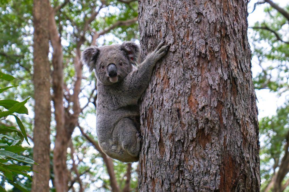 Populasi Koala Alami Penurunan Akibat Kebakaran Hutan