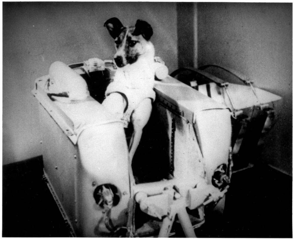 Laika yang sedang berada di tempat khusus untuk misi luar angkasanya (dok. Smithsonian Magazine)