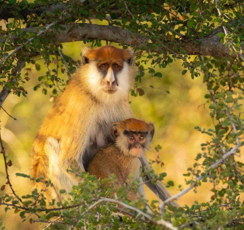 Zakouma National Park (instagram.com/dstogs_photography)