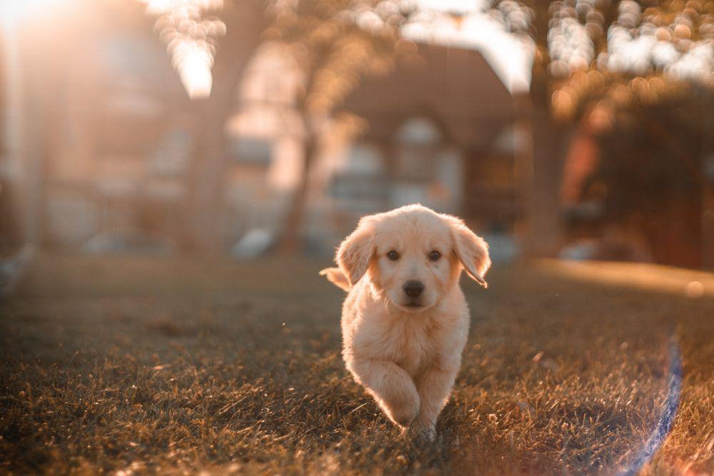 ilustrasi hewan anjing (unsplash.com/Cristian Castillo)