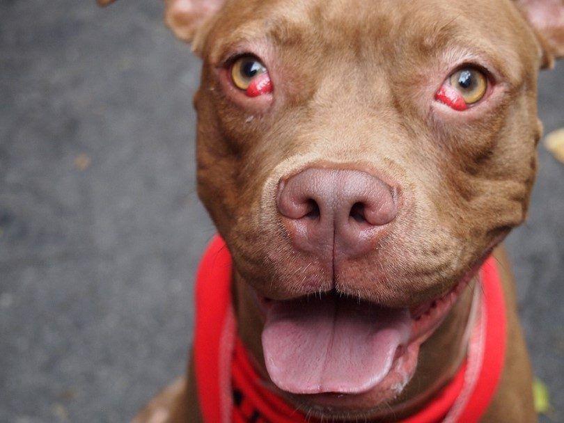 Kejadian cherry eye pada anjing (acvo.org)