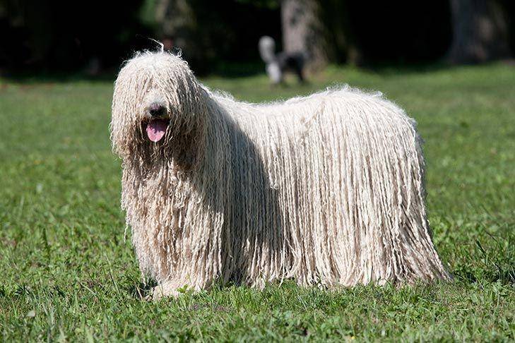 Anjing Komondor berasal dari Hungaria (dok. AKC)