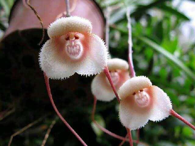 Dracula simia (dok. The Launcestin Orchid Society)