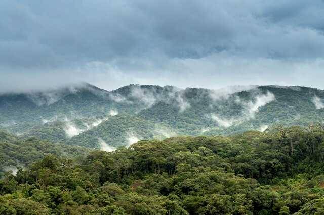 ilustrasi hutan awan (Pexels.com/Quang Nguyen Vinh)