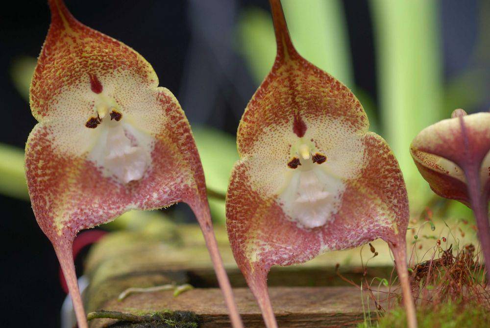 anggrek monyet (orchidspecies.com/Erick Hunt)