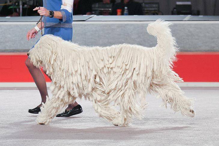 Anjing Komondor memiliki tubuh yang besar (dok. AKC)