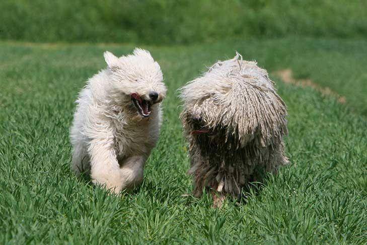 Anjing Komondor bisa agresif pada anjing lain (dok. AKC)