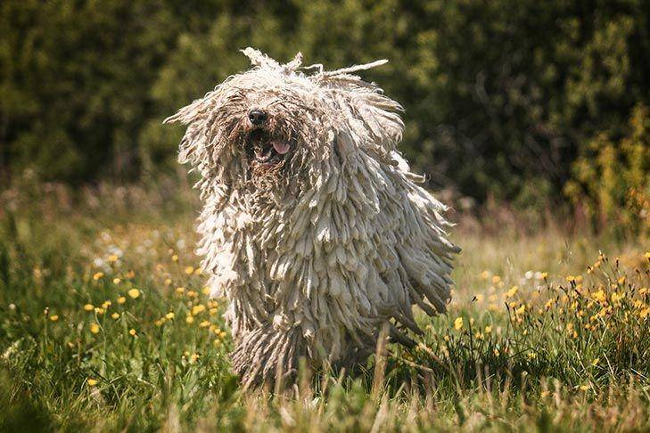 Rambutnya yang gimbal menjadi ciri khas dari Komondor (dok. AKC)