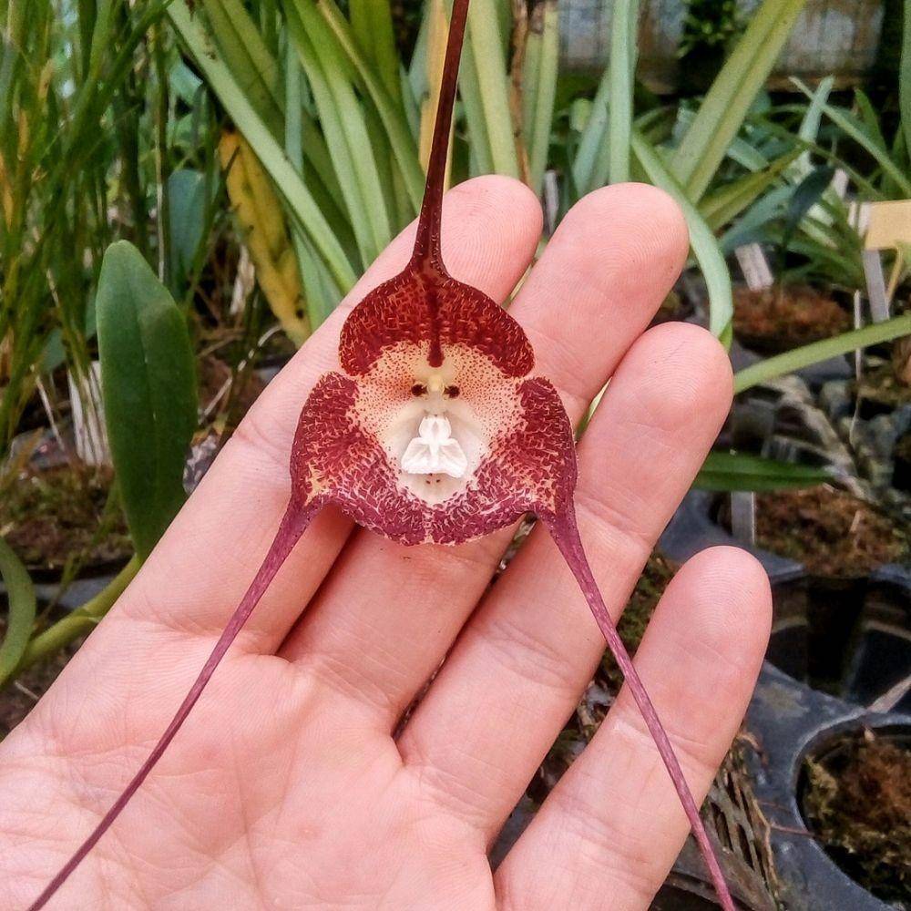 Dracula simia (instagram.com/rogiervanvugt)