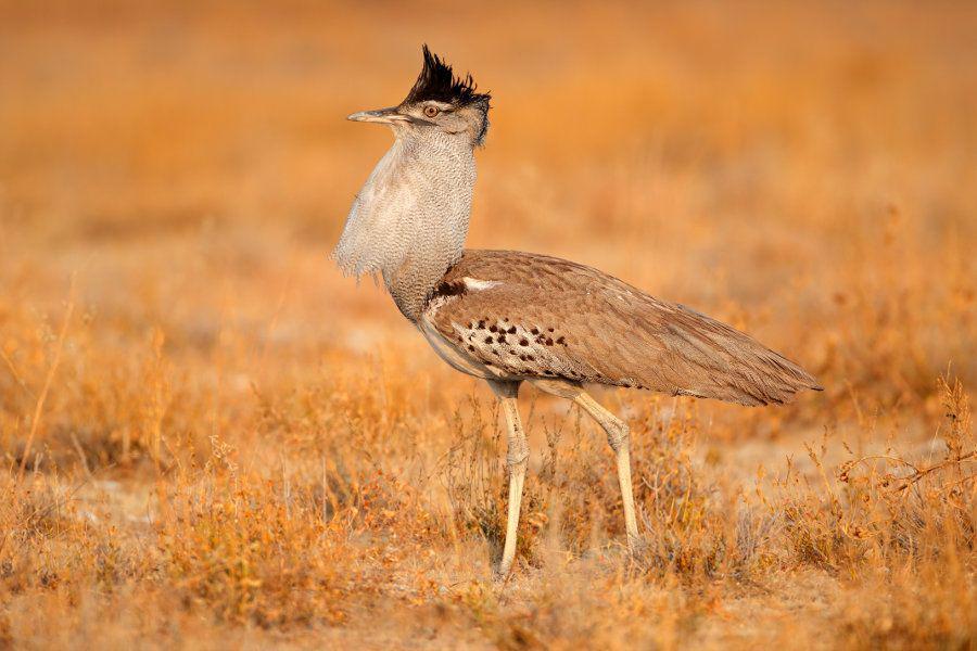 kori bustard (africafreak.com)
