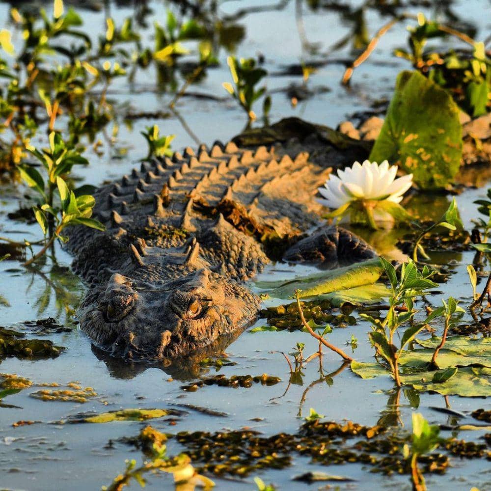 buaya di Yellow Water (instagram.com/gowellpix)