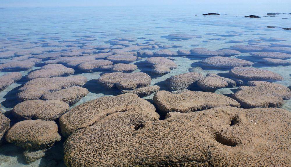 Stromatolit di Shark Bay Australia yang jadi saksi kehidupan di era Bumi purba. (dok. NASA/A. Anbar)