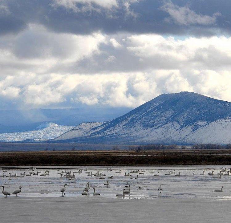 Klamath Basin (instagram.com/portlandaudubon)