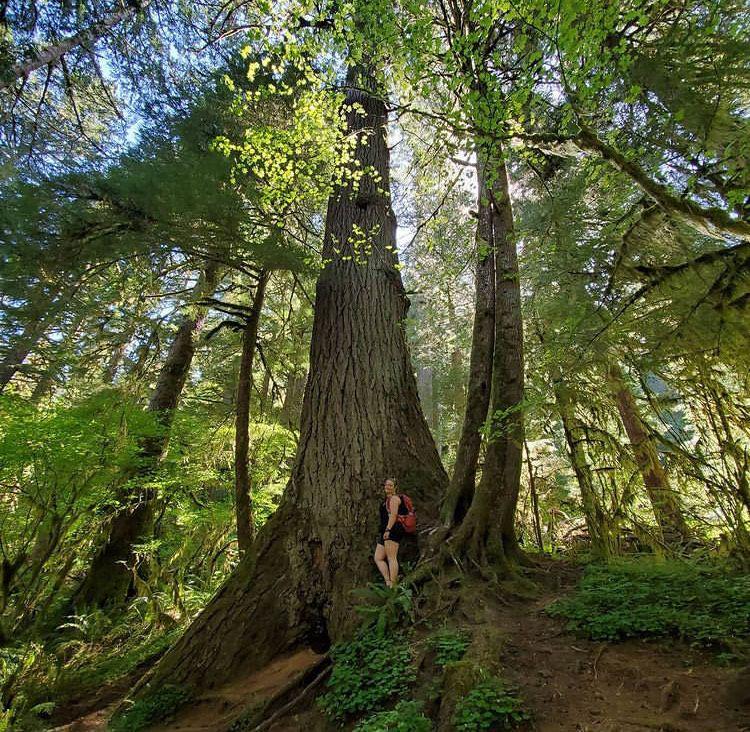 Valley of the Giants (instagram.com/kei_2099)