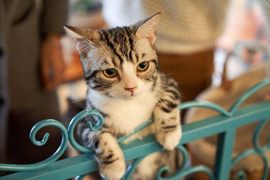 potret kucing (unsplash.com/Chunli Ju)