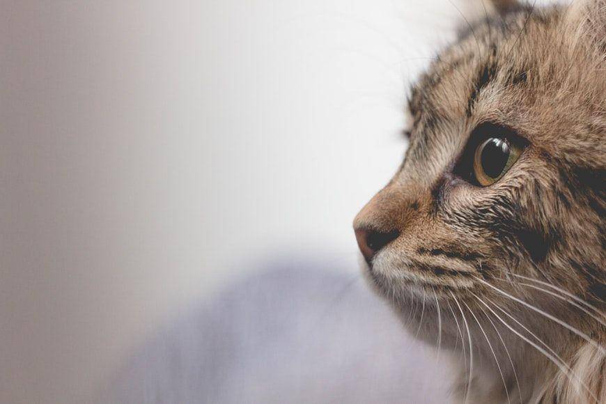 potret kucing (unsplash.com/Borna Bevanda)