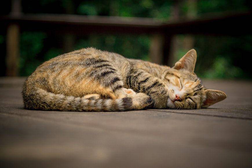 potret seekor kucing yang tidur (unsplash.com/Ash Edmonds)