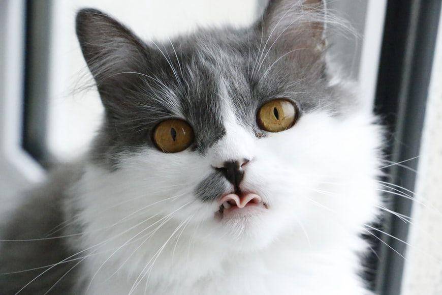 potret seekor kucing (unsplash.com/Miron Cristina)