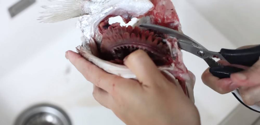 Proses pembuangan insang. (youtube.com/Devina Hermawan)