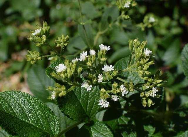 ilutrasi tanaman stevia (pixabay.com/leoleobobeo)