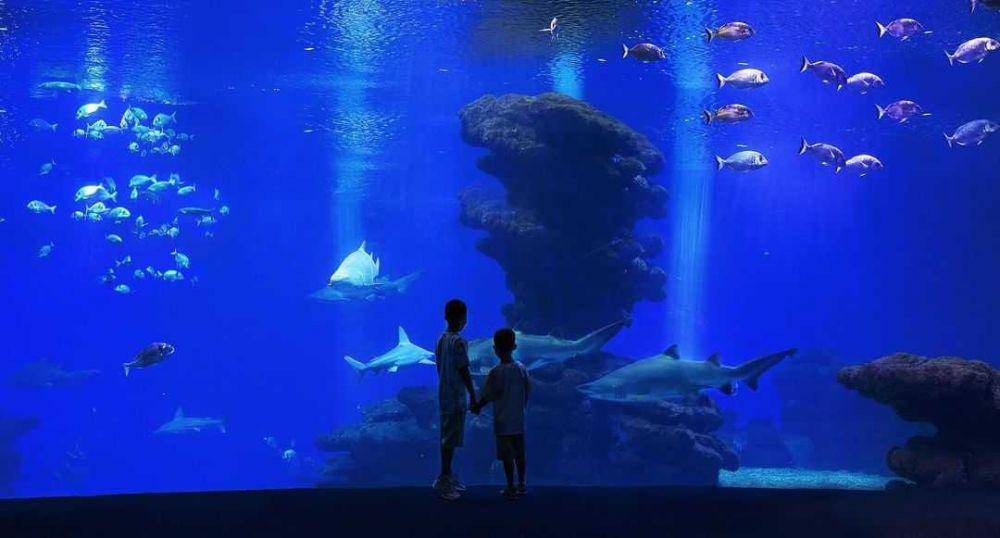 Palma Aquarium (instagram.com/palmaaquarium)