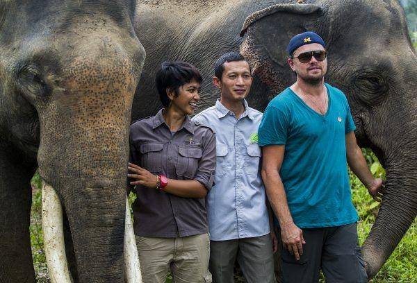 Leonardo DiCaprio (Orangutan.com)