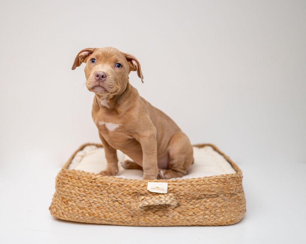 ilustrasi hewan anjing (unsplash.com/Jordan Bigelow)