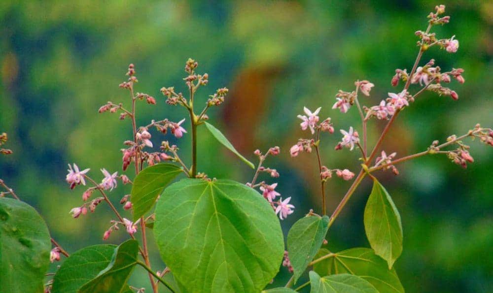 Mengenal Tahongai, Herbal Tinggi Antioksidan dari Kalimantan Timur