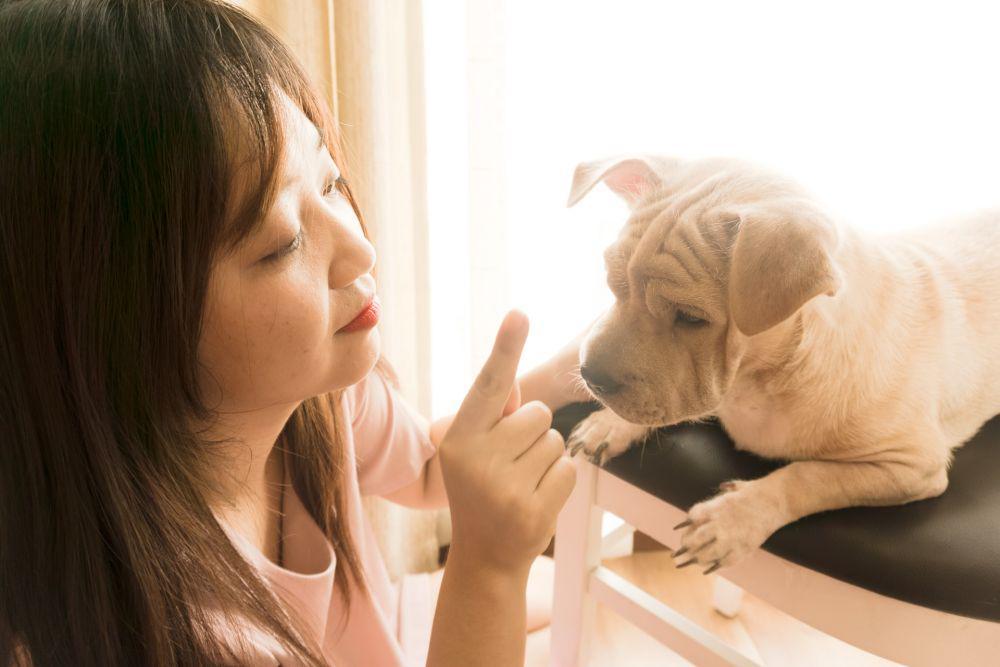 ilustrasi melatih anjing sejak dini (unsplash.com/Leohoho)