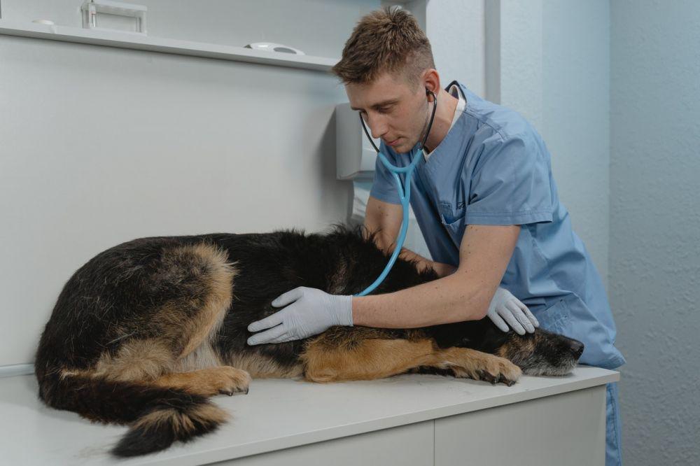 ilustrasi anjing diperiksa oleh dokter hewan (pexels.com/Tima Miroshnichenko)