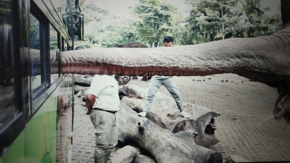 Satwa gajah saat berinteraksi dengan rombongan Arumi yang berada di dalam bus. Dok. Arumi.