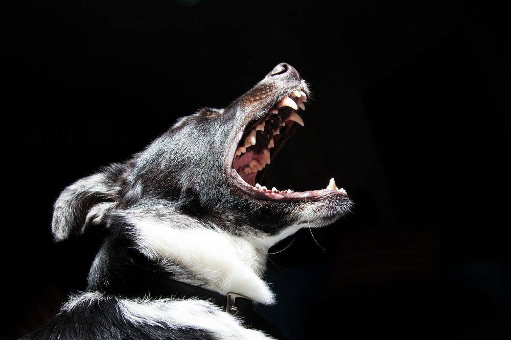 ilustrasi anjing pembawa rabies (pixabay.com/SplitShire)