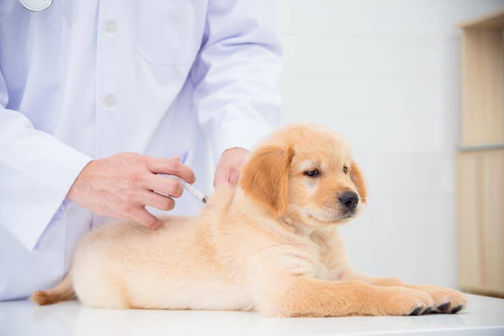 ilustrasi vaksinasi rabies pada anjing (greatpetcare.com)